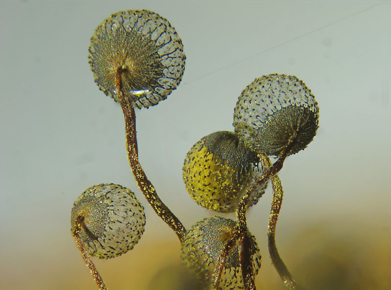 Cribraria aurantiaca?